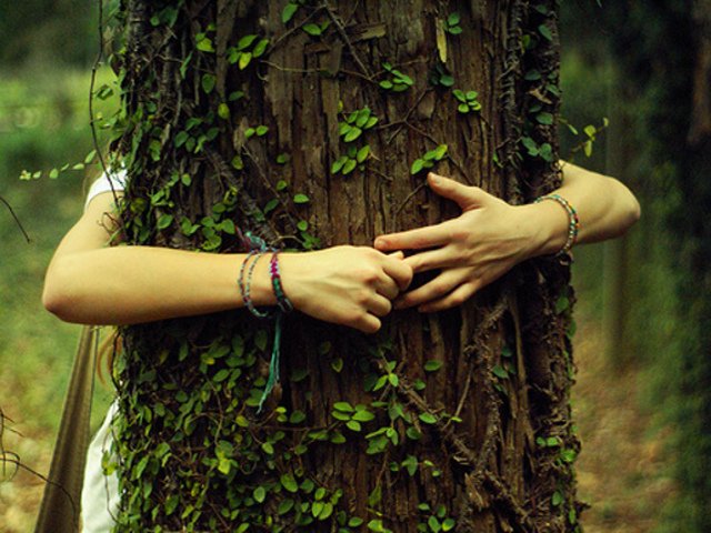 abbracciare alberi potere terapeutico Punto e Virgola